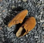 Birkenstock VelvStep Boston-Mink - Image 9
